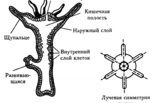 Ссылка на сайт кракен в тор